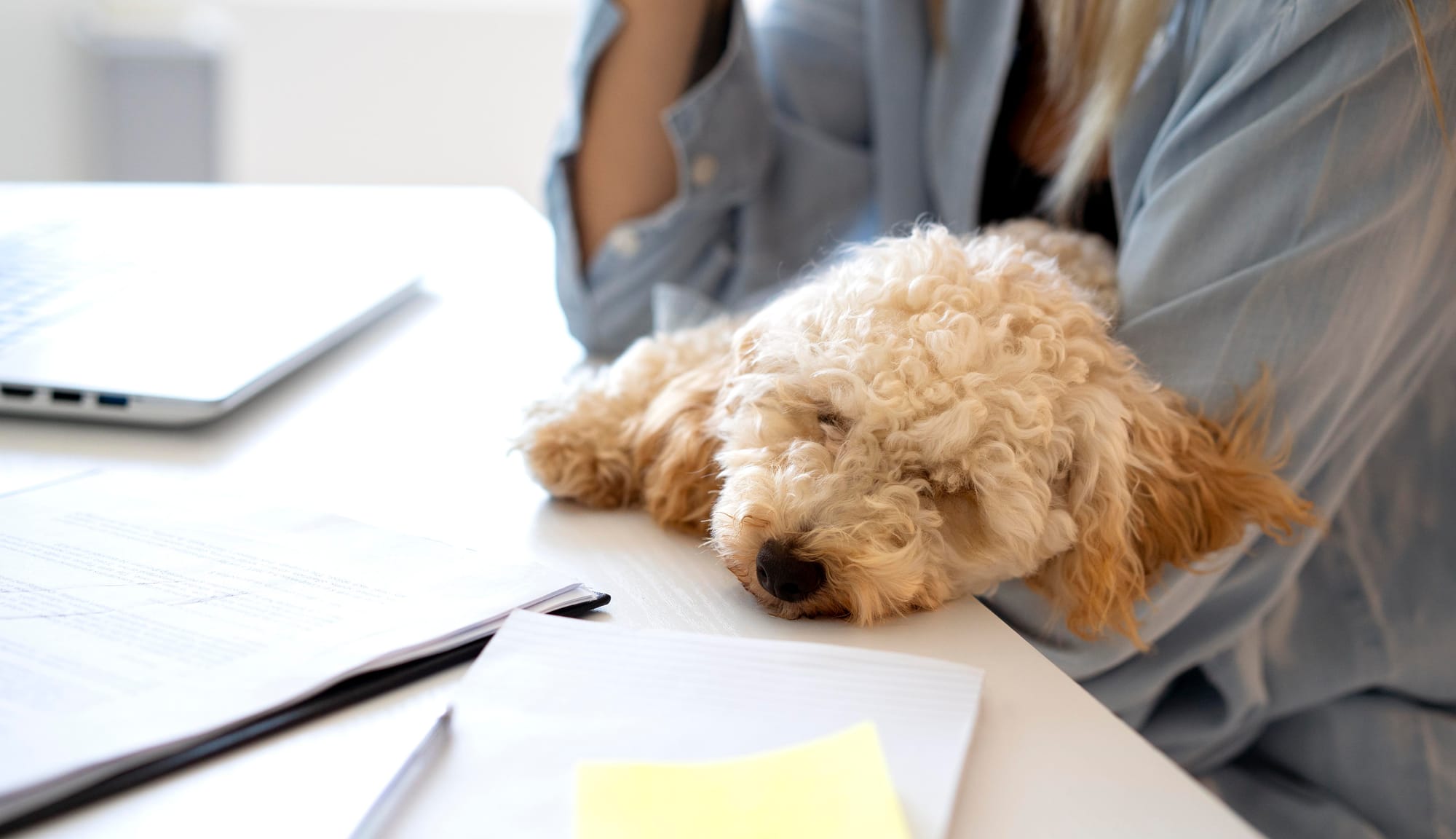 close up dog sleeping desk