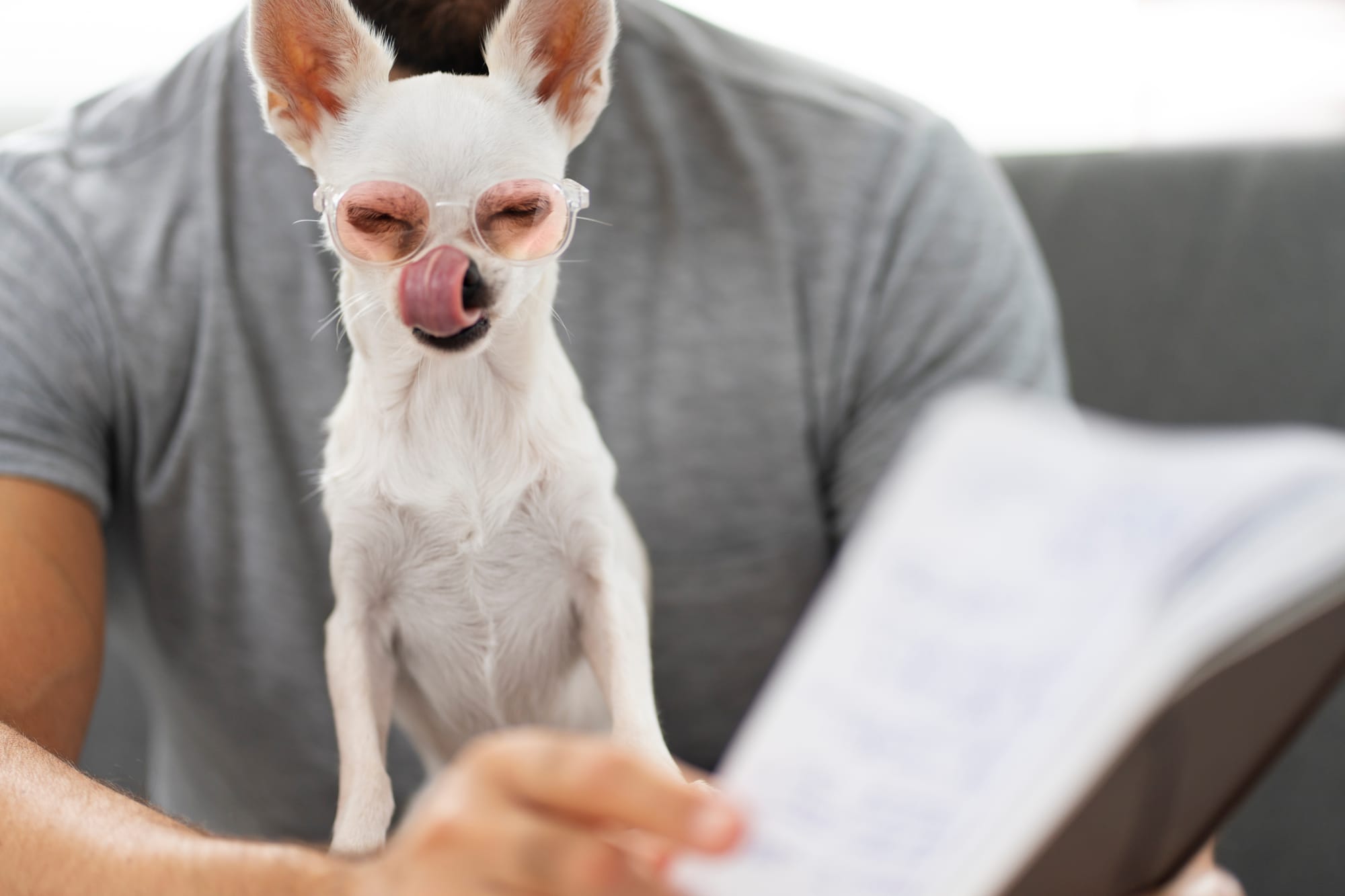 cute chihuahua dog reading book while having glasses