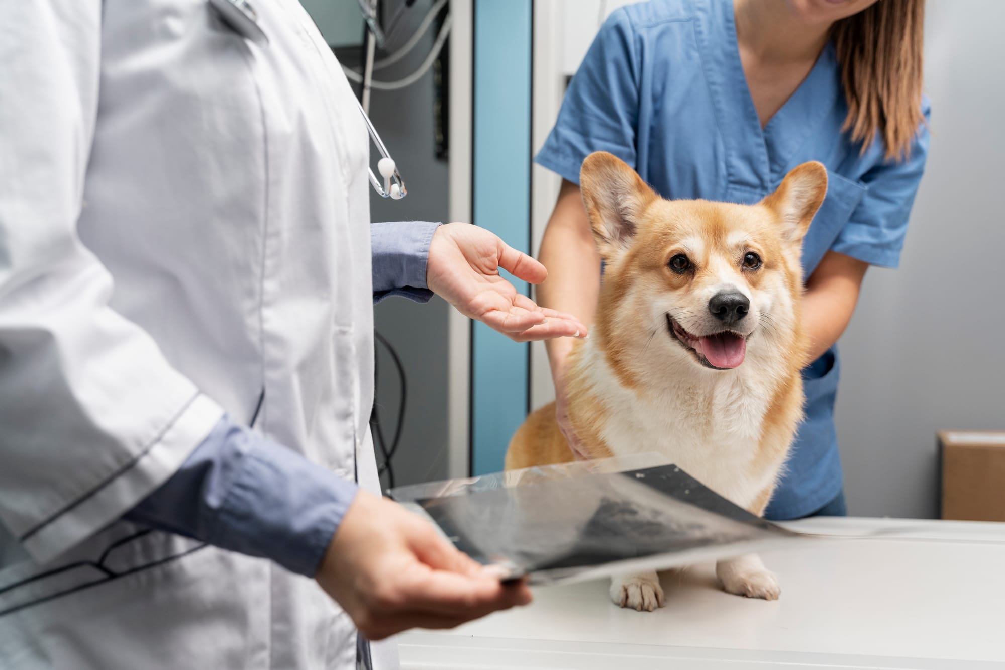 veterinarian taking care of pet dog