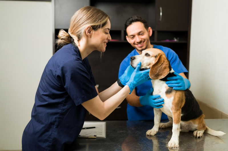 veterinary technicians vet tech weeks
