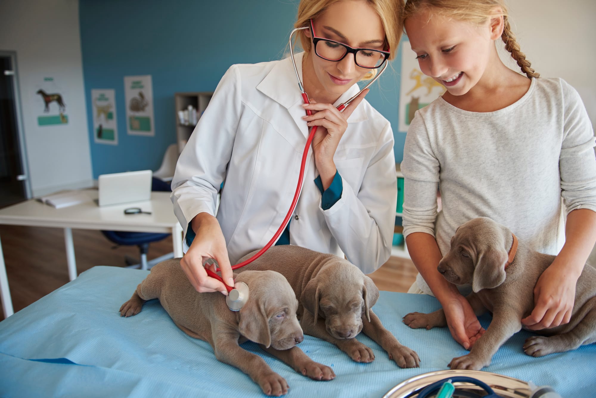 The Veterinarians Complete Guide to SOAP Notes [2024]