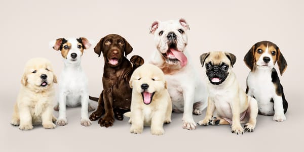 bunch of adorable puppies