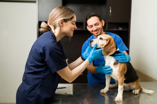What Do Veterinary Professionals Need to Know About AI Scribing Tools in 2025?