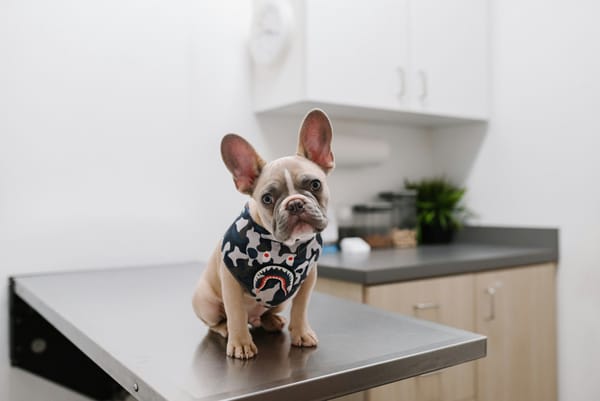 cute dog looking in the camera