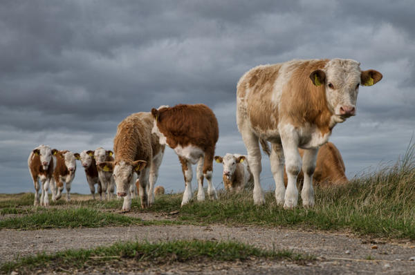 group of cows livestock