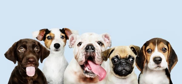 group of adorable puppies